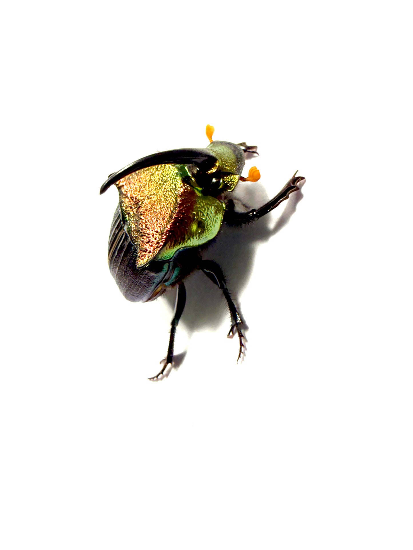 Phanaeus vindex Adults