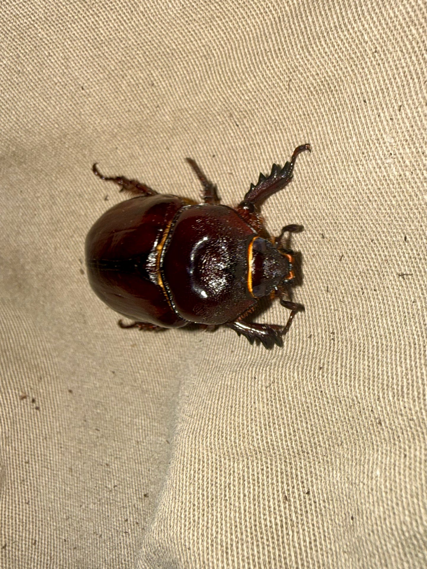 strategus aloeus adult female