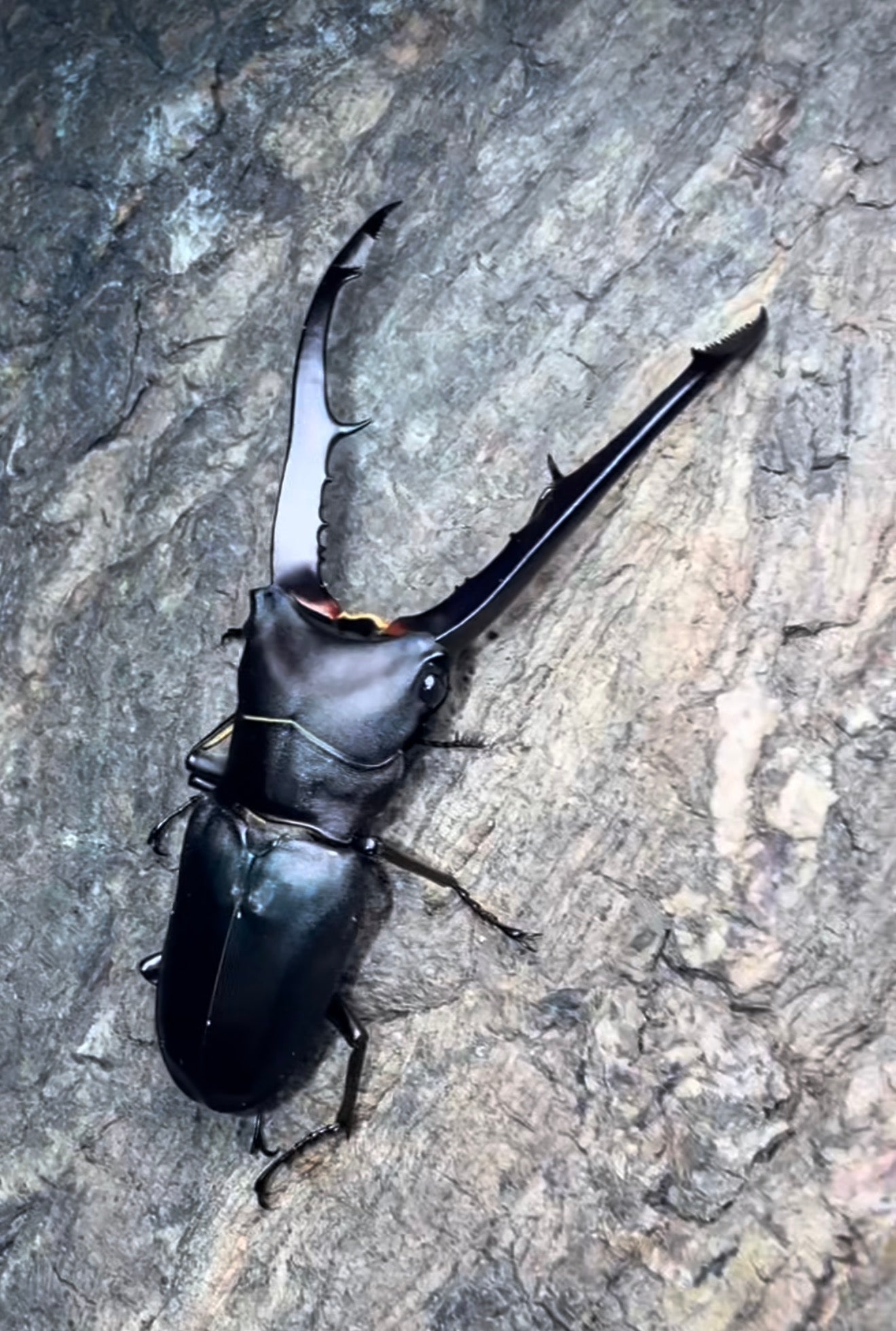 Cyclommatus metallifer finae (Metallic Stag Beetle) L3 Male Larvae Grow Kit FREE SHIPPING