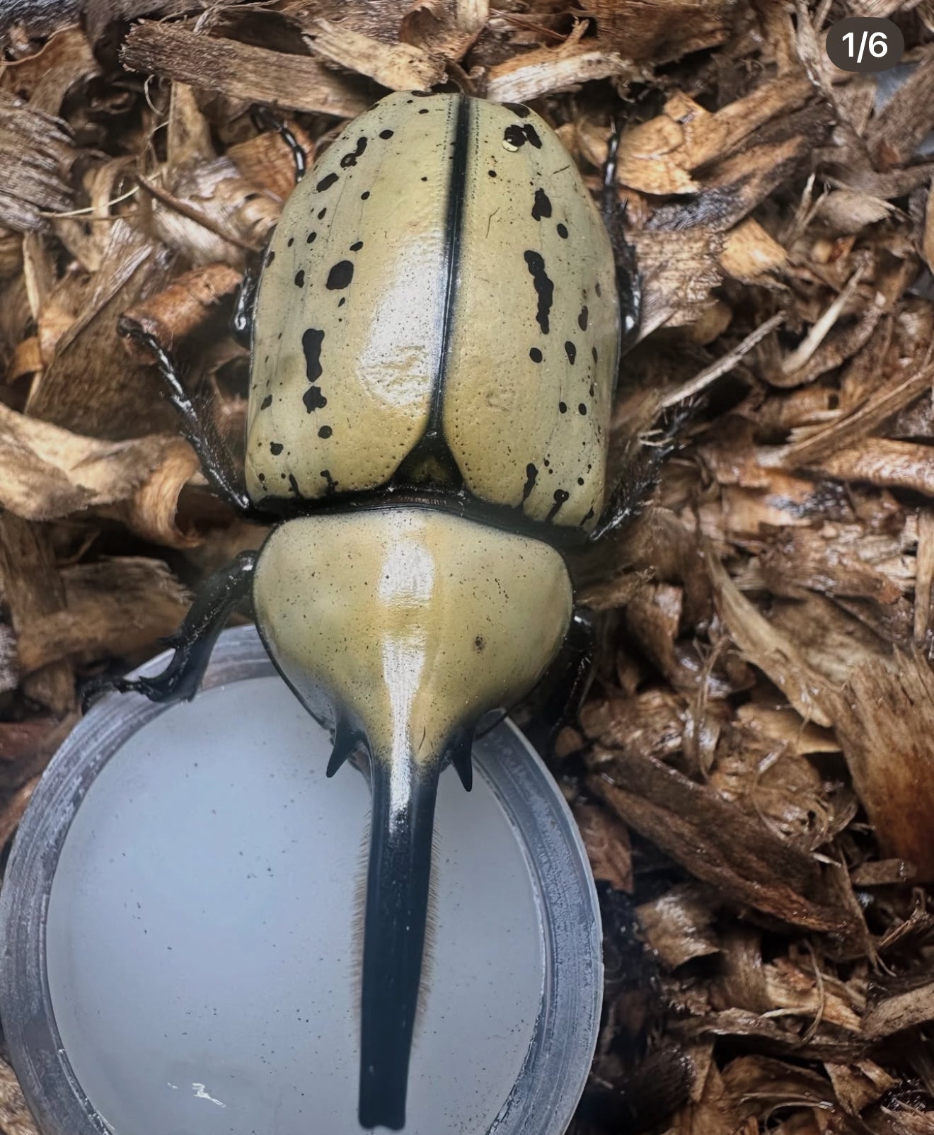 HYBRID DYNASTES GRANTI x DYNASTES TITYUS F1