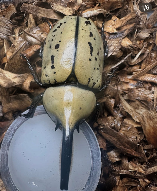 HYBRID DYNASTES GRANTI x DYNASTES TITYUS F1