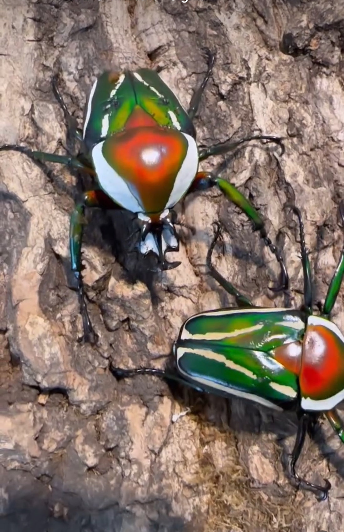 Dicronorrhina derbyana derbyana (Derby Flower Beetle) – Coast2CoastBeetles