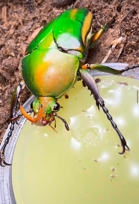 ADULT PAIR Eudicella schultzeorum pseudowoermanni (Pseudowoermann's Flower Beetle)