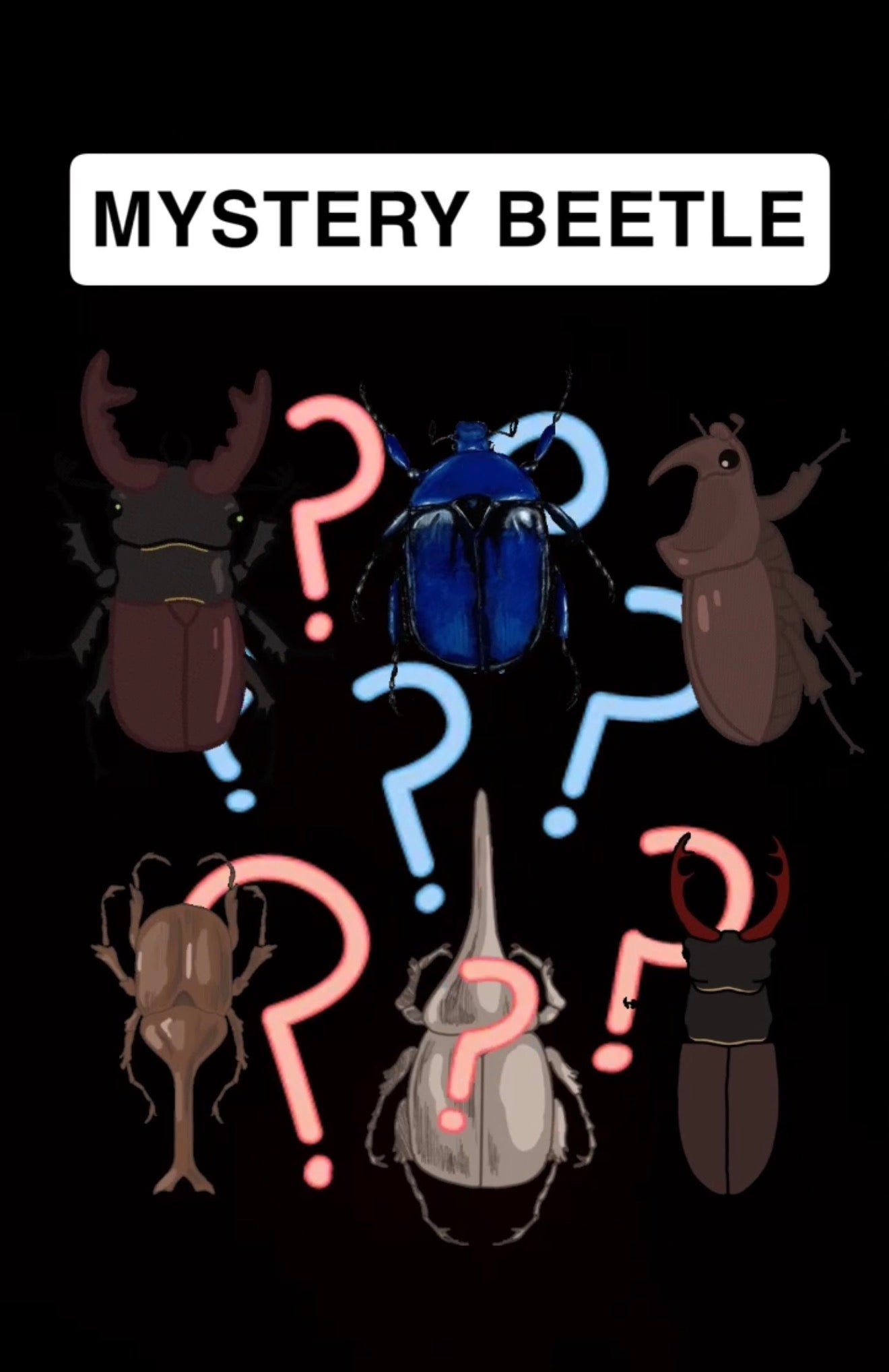 Mystery Beetle
