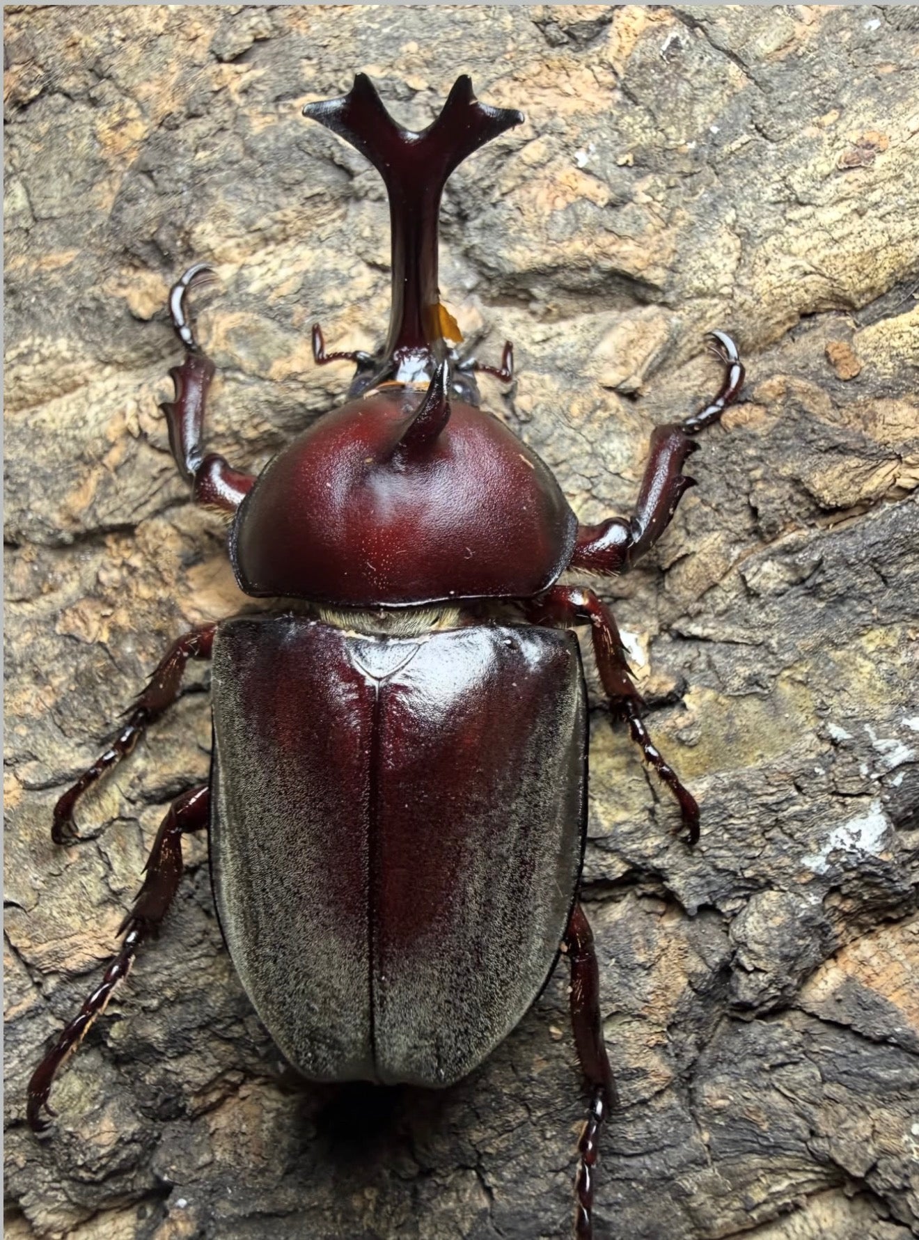 Trypoxylus dichotomus tsunobosonu (Taiwan Rhino Beetle)