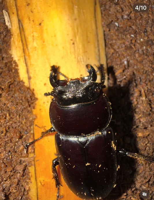 Dorcus Antaeus Adult Female Unmated