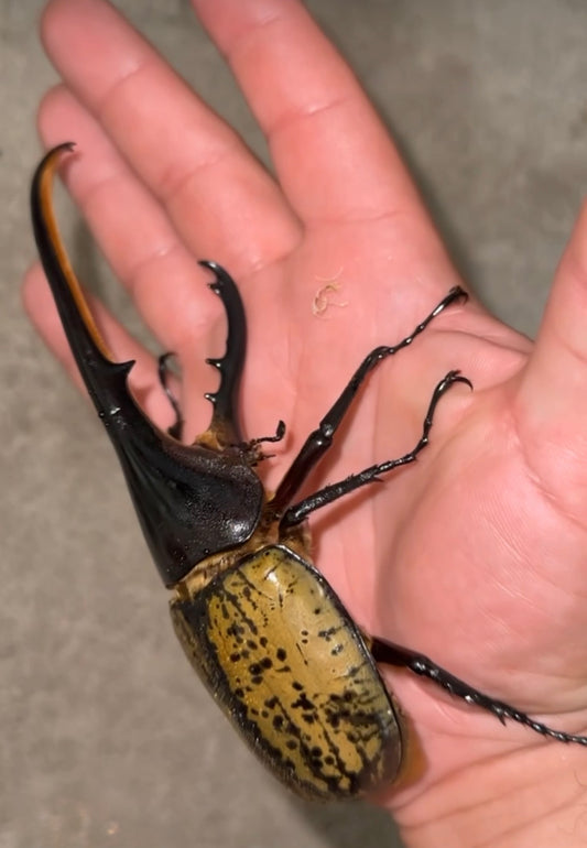 Dynastes Hercules Hercules
