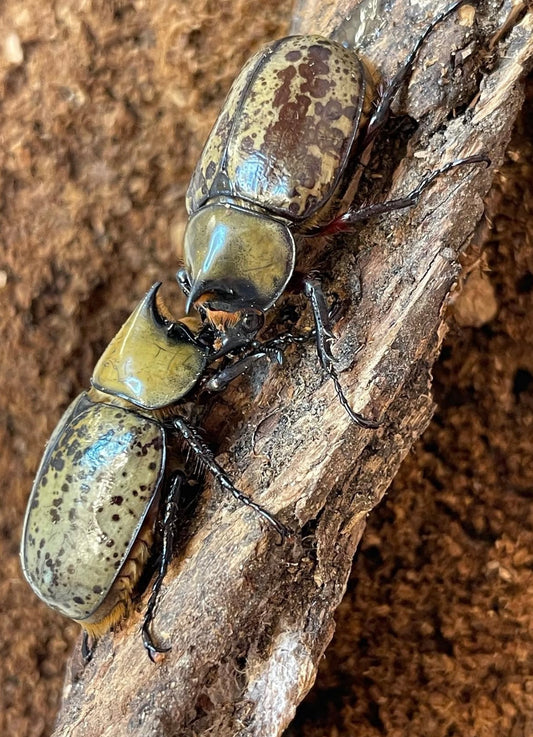 Dynastes Tityus (Eastern Hercules Beetle)