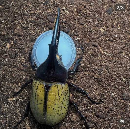 Dynastes Hercules Hercules