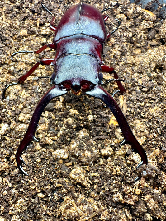 Prosopocoilus giraffa keisukei  ADULT PAIR