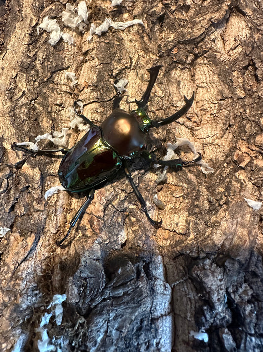 MAJOR male rainbow stag beetle