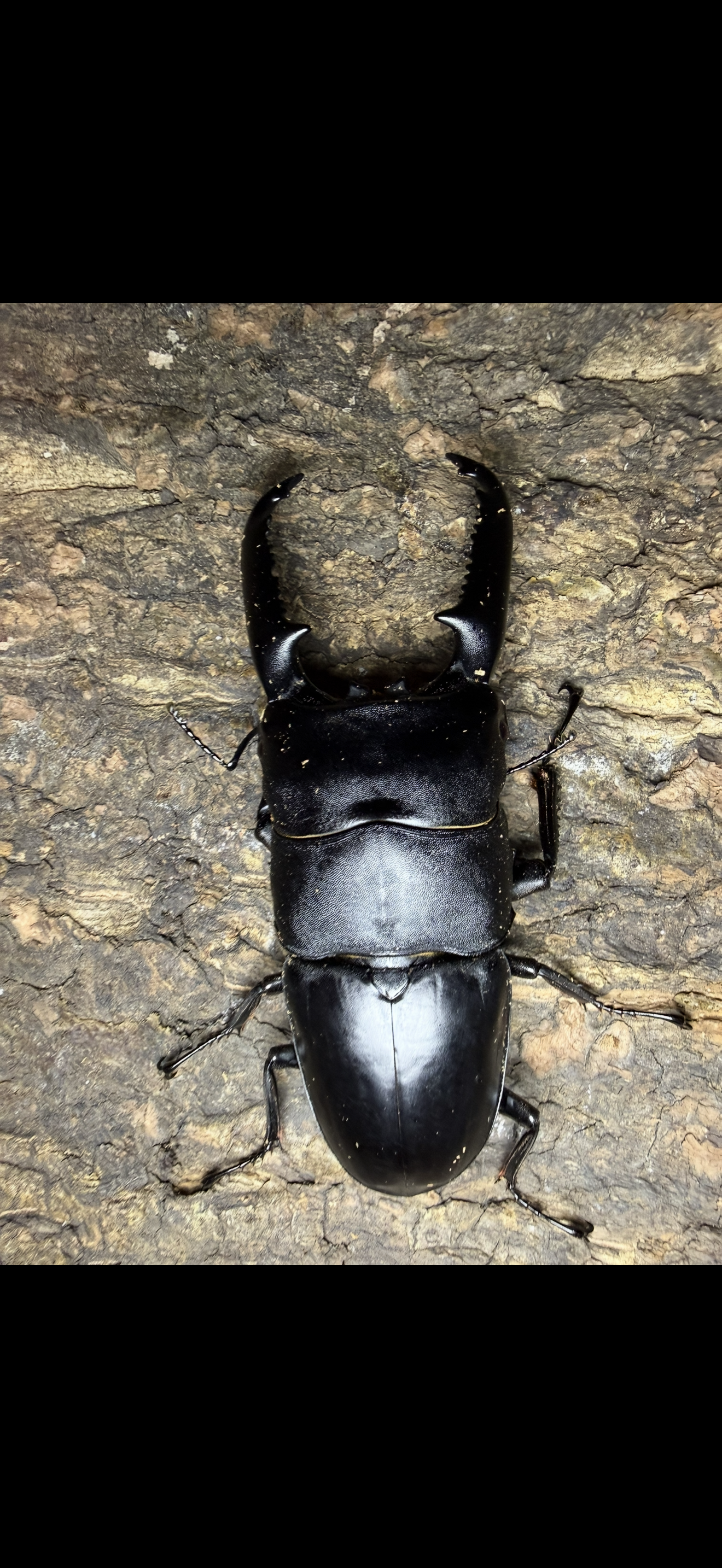 Dorcus titanus palawanicus Adult Male 98mm