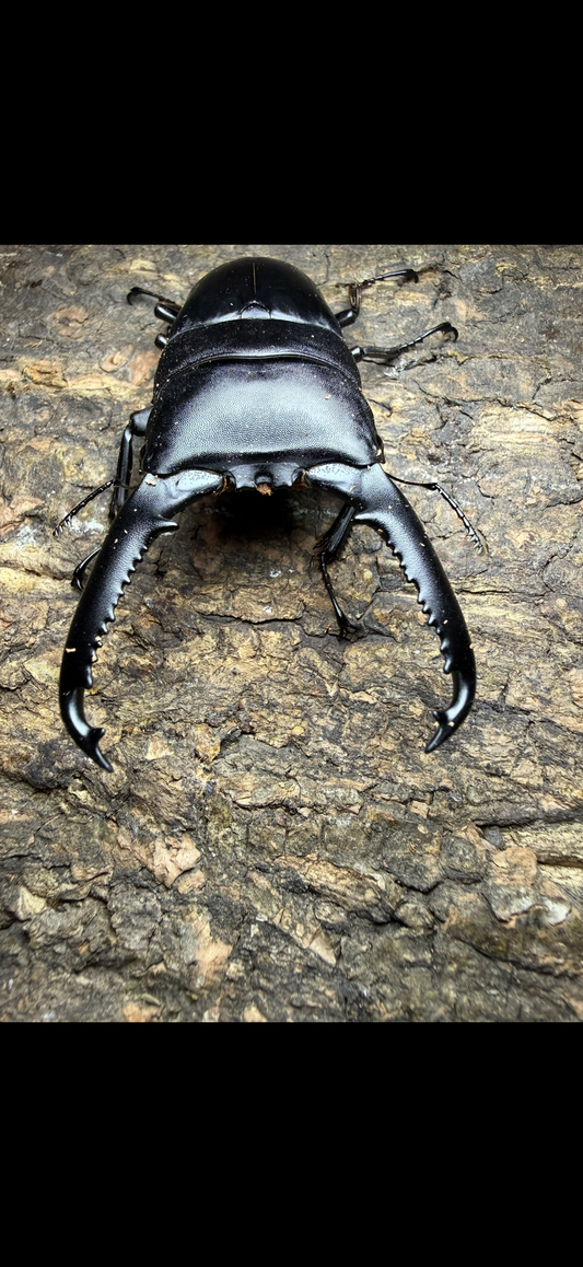 Dorcus titanus palawanicus Adult Male 98mm