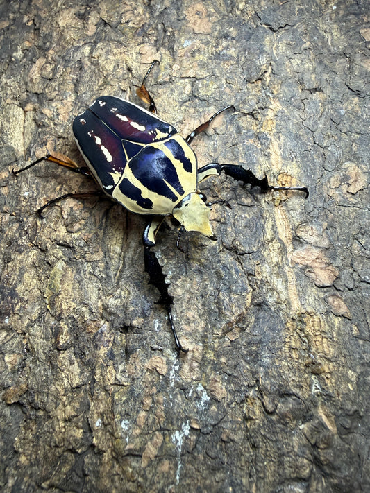 Mecynorrhina torquatus ugandensis Adult Male