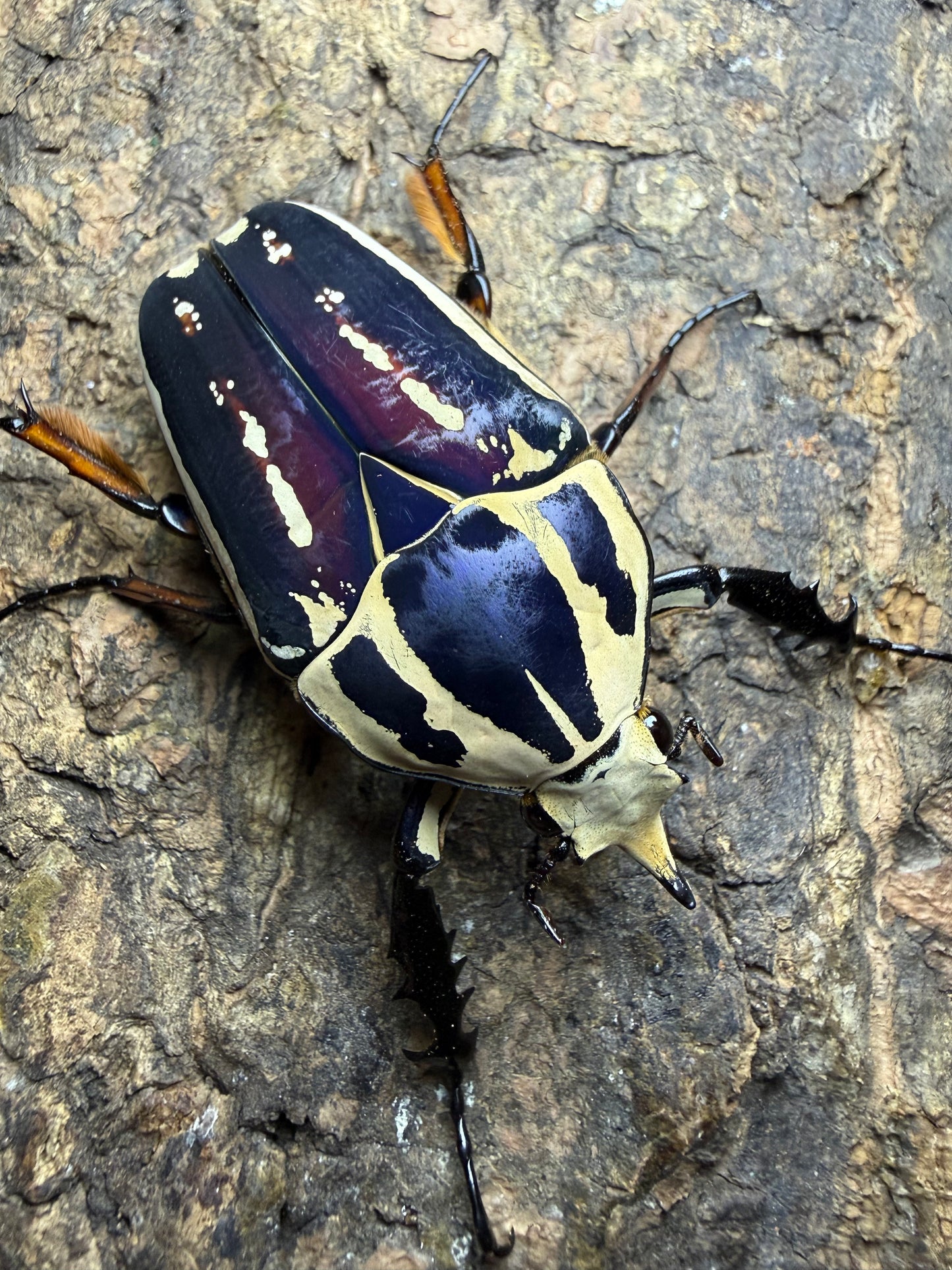 Mecynorrhina torquatus ugandensis Adult Male