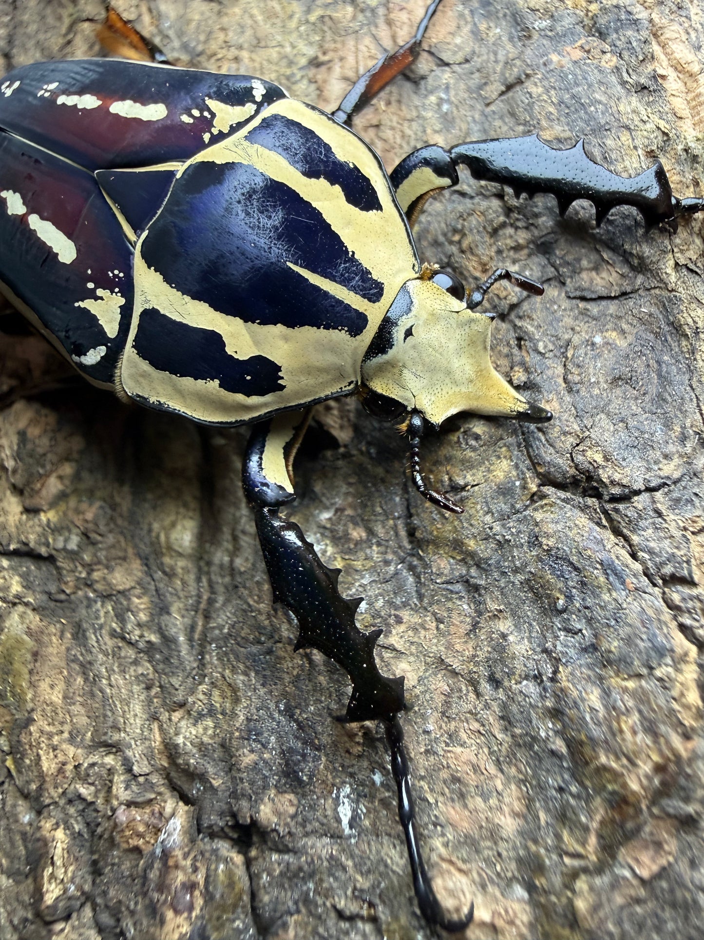 Mecynorrhina torquatus ugandensis Adult Male