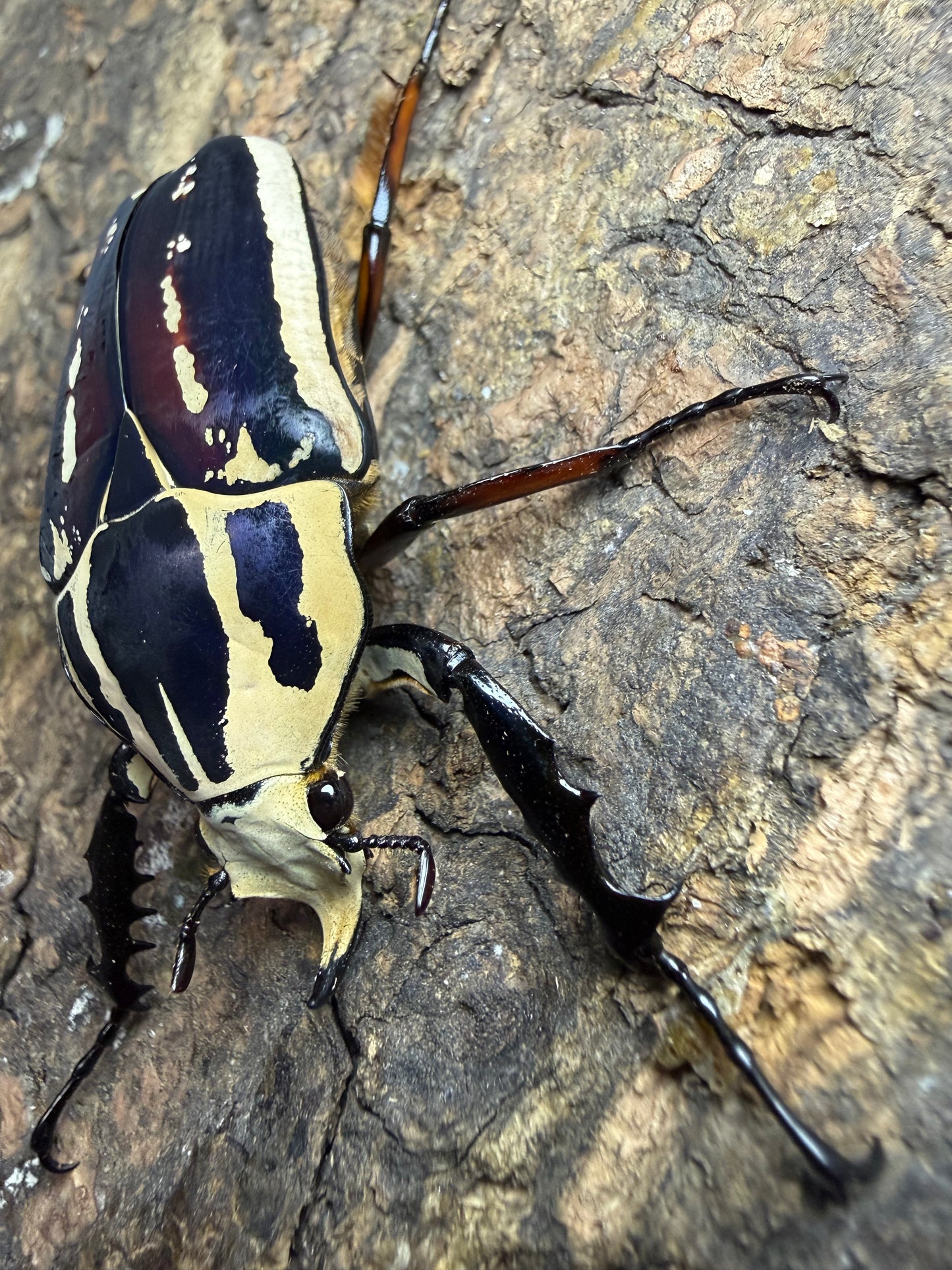 Mecynorrhina torquatus ugandensis Adult Male