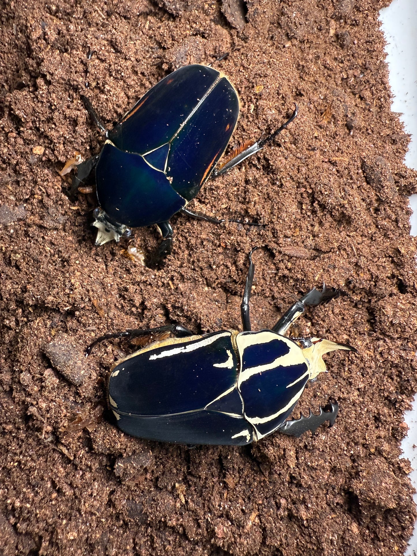Adult Blue MTU Beetle (upper one in picture)