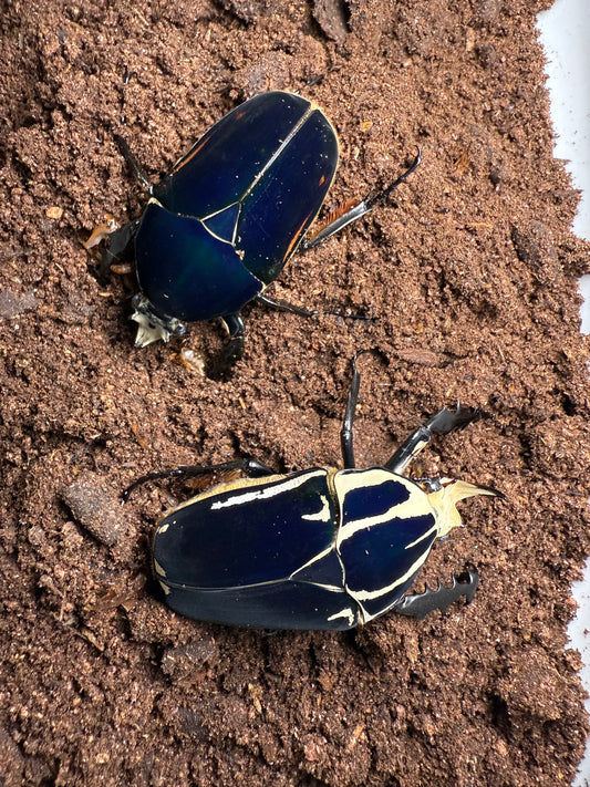 Adult Blue MTU Beetle (lower one in picture) with White