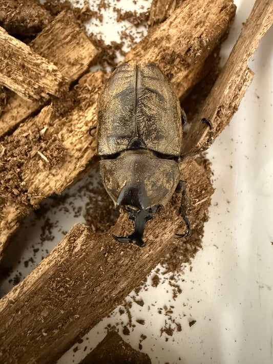 Tempest Beetle Adult Male(PICTURE)