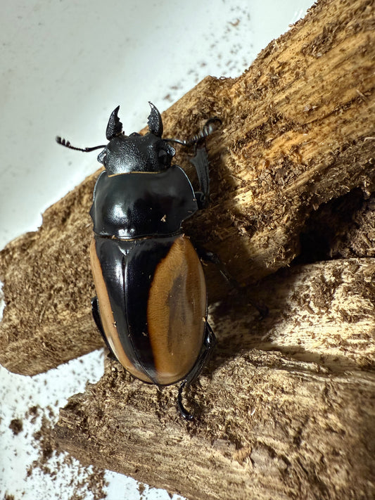 Adult Female Odontolabis burmeisteri (UNMATED)