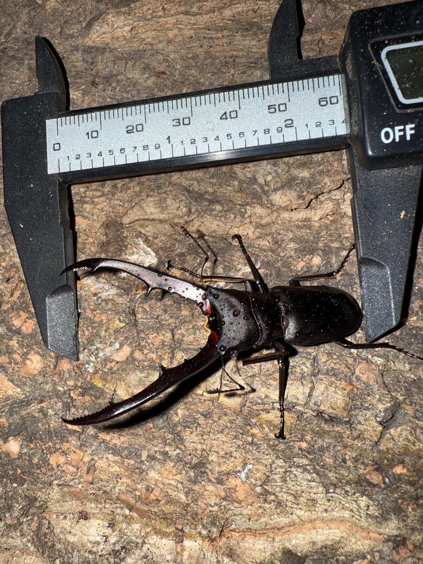 Cyclommatus Metallifer Adult Pair (male pictured)