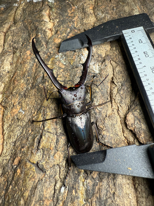 Cyclommatus Metallifer Adult Pair (male pictured)