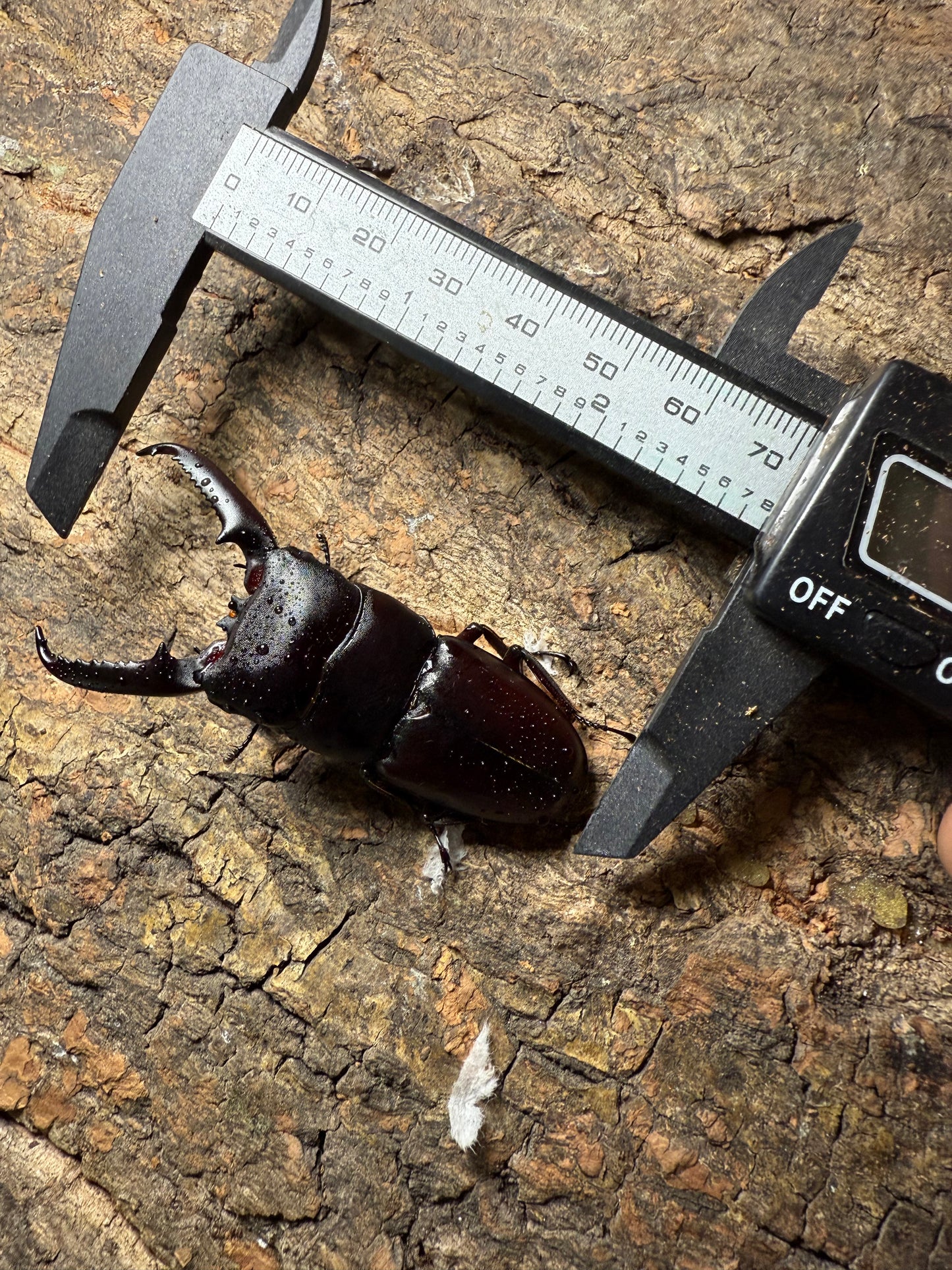 Dorcus Titanus Castanicolor (ADULT PAIR, MALE PICTURED)