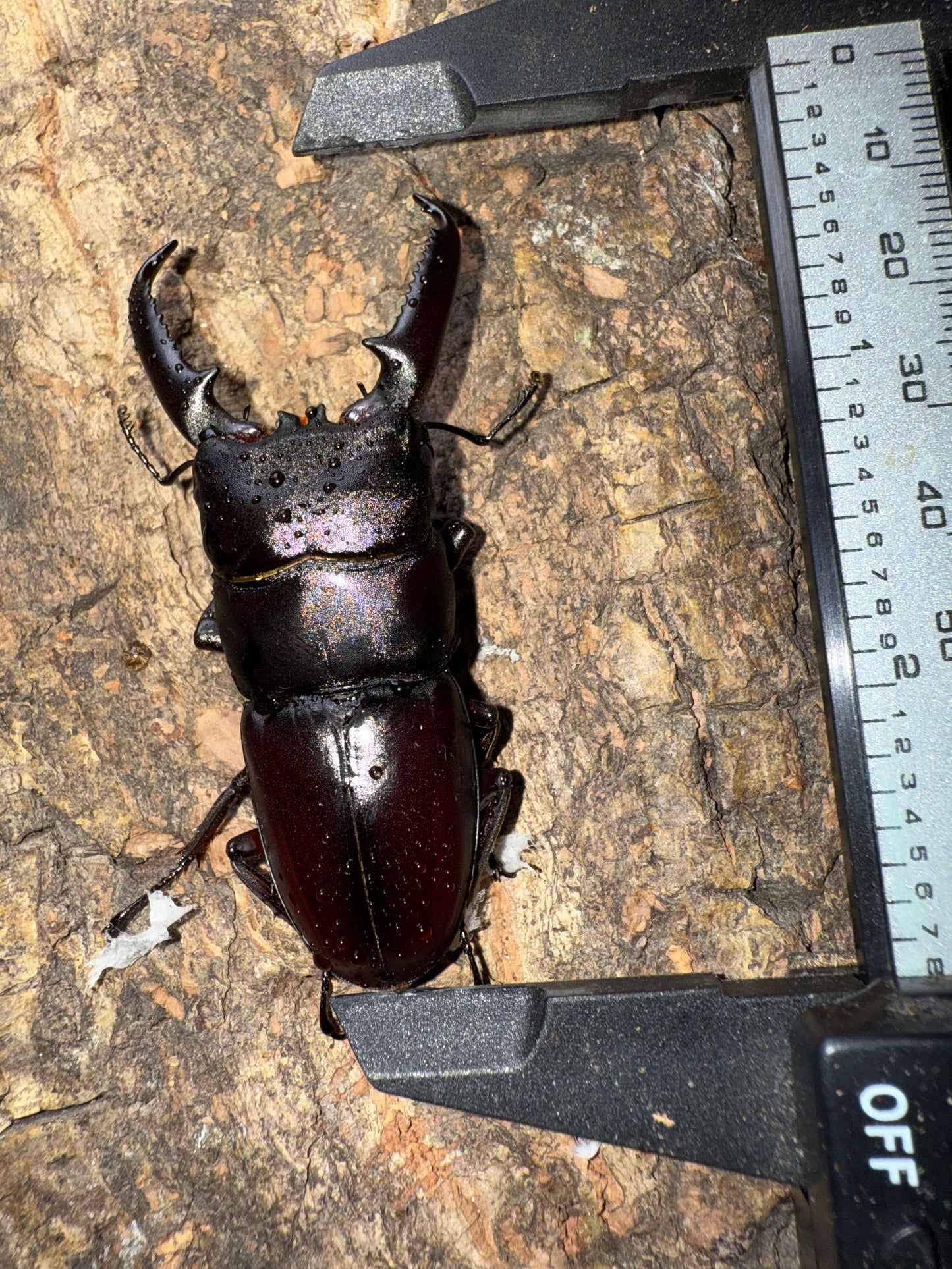 Dorcus Titanus Castanicolor (ADULT PAIR, MALE PICTURED)