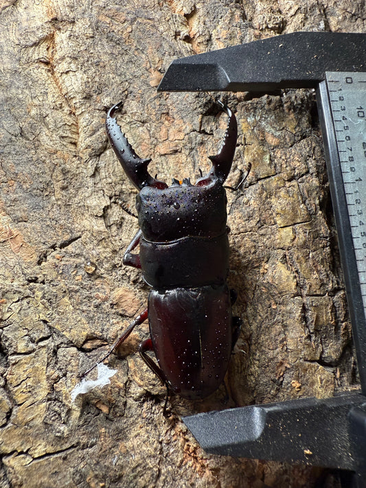 Dorcus Titanus Castanicolor (ADULT PAIR, MALE PICTURED)
