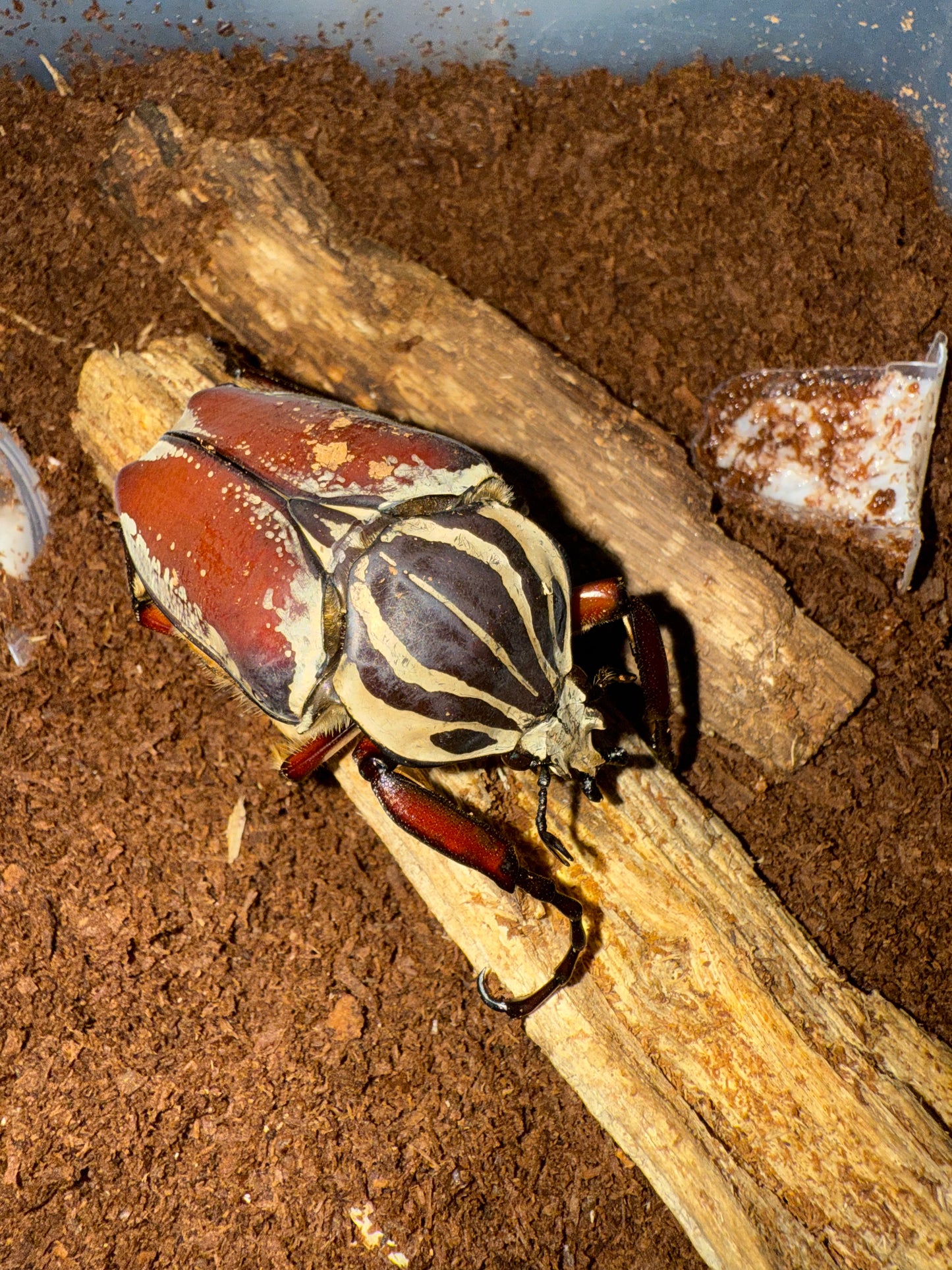 Goliathus Goliatus Adult Male