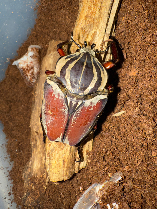 Goliathus Goliatus Adult Male