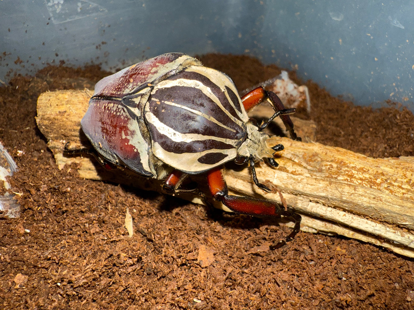 Goliathus Goliatus Adult Male