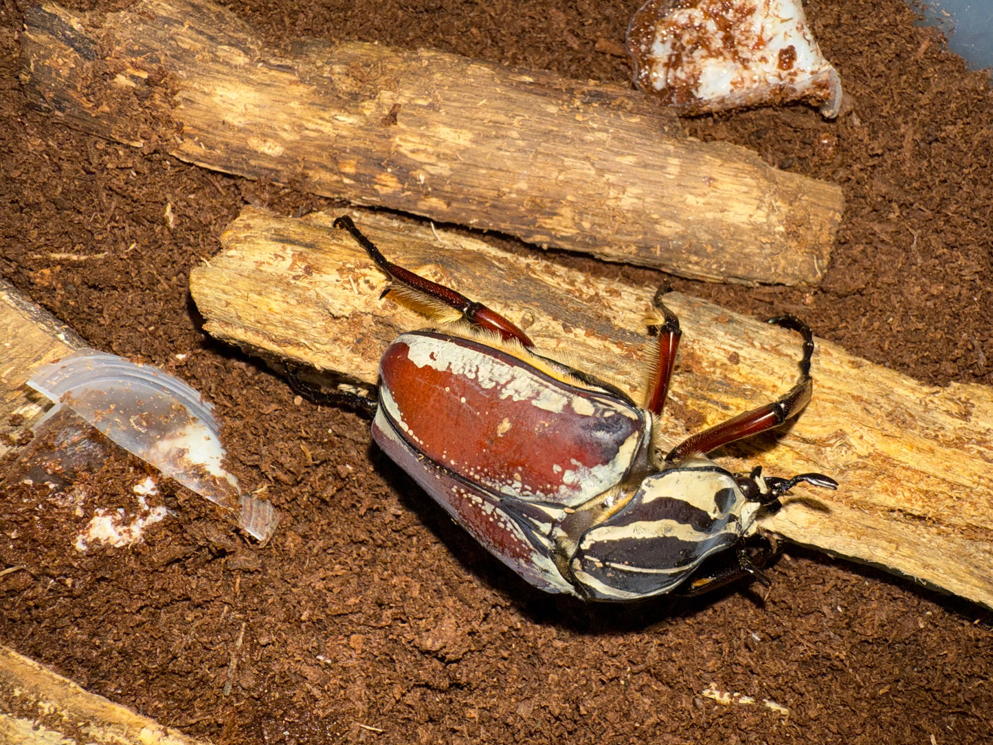 Goliathus Goliatus Adult Male