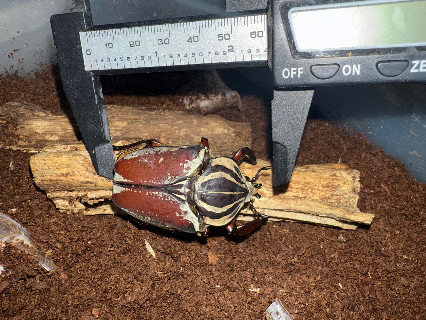 Goliathus Goliatus Adult Male