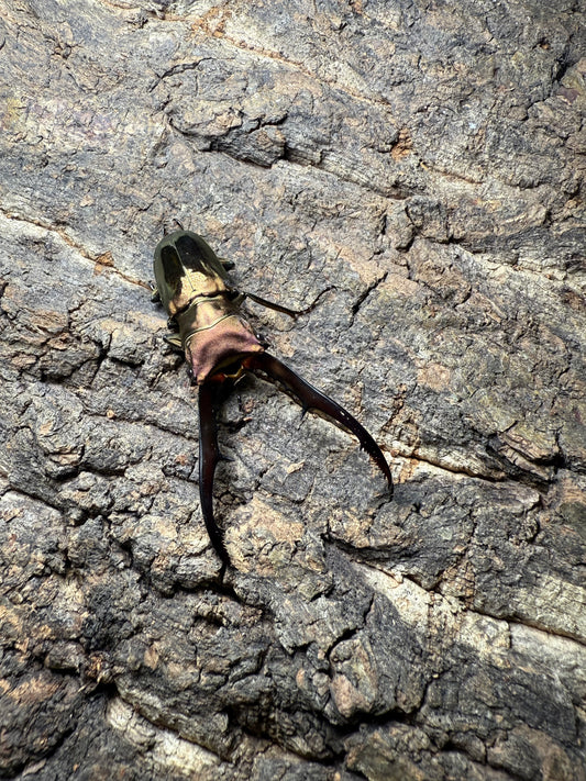 Cyclommatus Metallifer Adult Pair (male pictured)