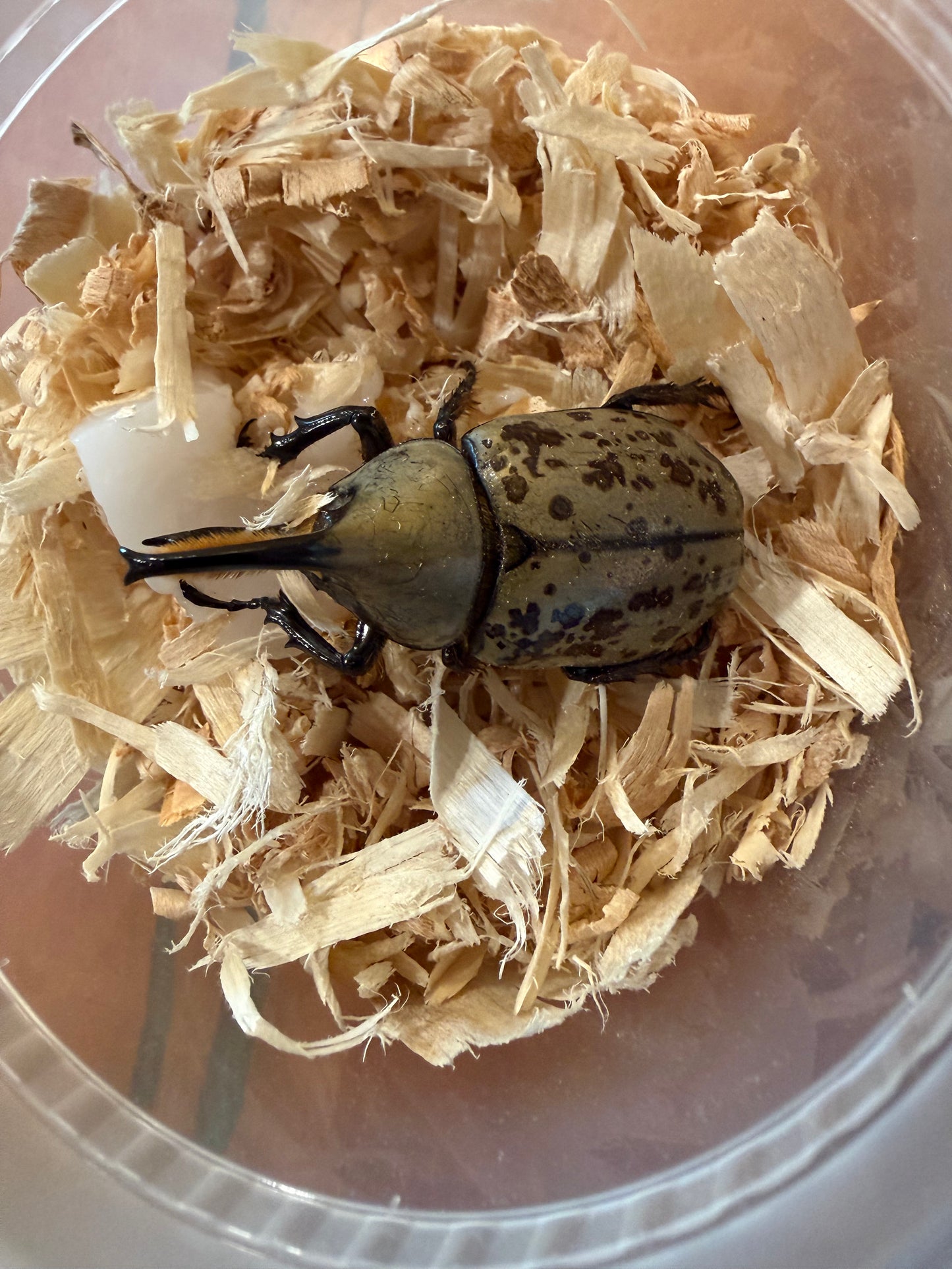Dynastes Grantii (Western Hercules) Adults CAN ONLY PURCHASE A FEMALE IF BUYING A MALE. ONE FEMALE PER MALE PURCHASED. ORDERS WILL BE CANCELED IF MORE ARE PURCHASED AS FEMALES ARE LIMITED. SINGLE MALE PURCHASES ARE ALLOWED.