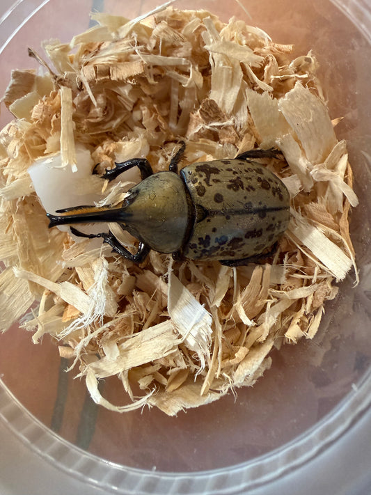 Dynastes Grantii (Western Hercules) Adults - CAN ONLY PURCHASE A FEMALE IF BUYING A MALE. ONE FEMALE PER MALE PURCHASED. ORDERS WILL BE CANCELED IF MORE ARE PURCHASED AS FEMALES ARE LIMITED. SINGLE MALE PURCHASES ARE ALLOWED.