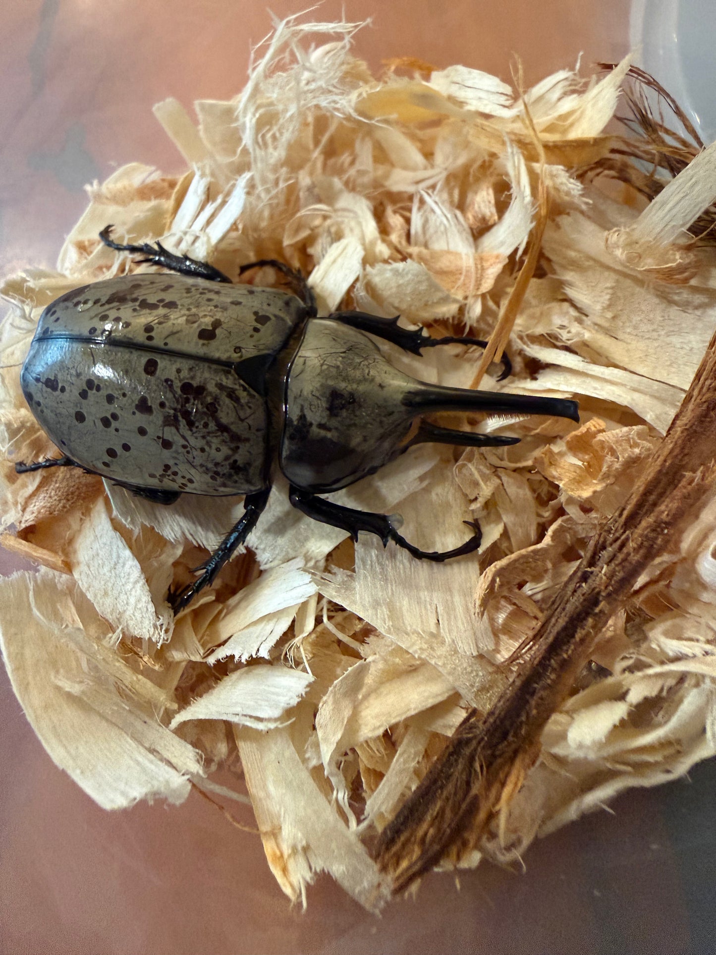 Dynastes Grantii (Western Hercules) Adults CAN ONLY PURCHASE A FEMALE IF BUYING A MALE. ONE FEMALE PER MALE PURCHASED. ORDERS WILL BE CANCELED IF MORE ARE PURCHASED AS FEMALES ARE LIMITED. SINGLE MALE PURCHASES ARE ALLOWED.