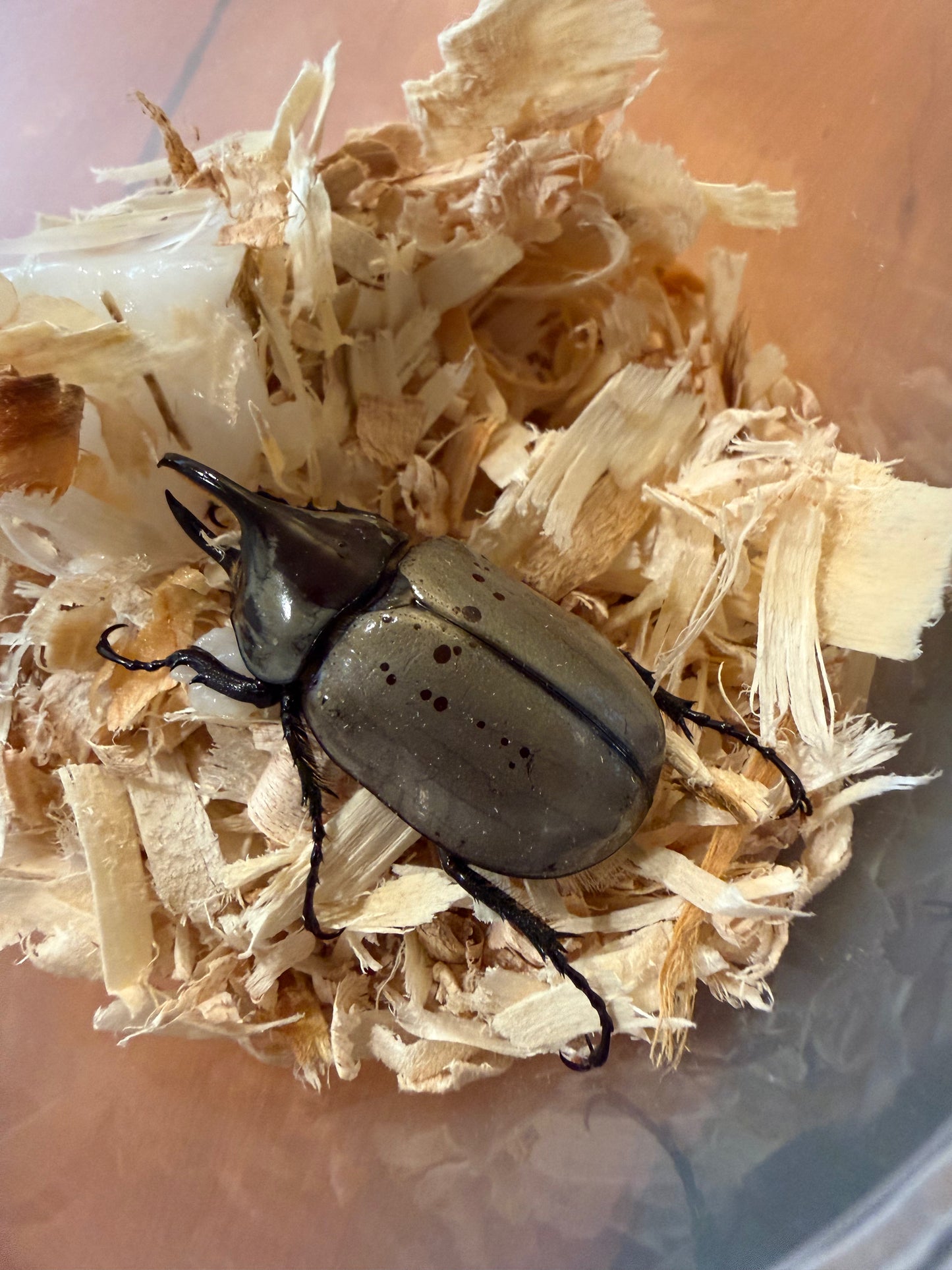 Dynastes Grantii (Western Hercules) Adults CAN ONLY PURCHASE A FEMALE IF BUYING A MALE. ONE FEMALE PER MALE PURCHASED. ORDERS WILL BE CANCELED IF MORE ARE PURCHASED AS FEMALES ARE LIMITED. SINGLE MALE PURCHASES ARE ALLOWED.