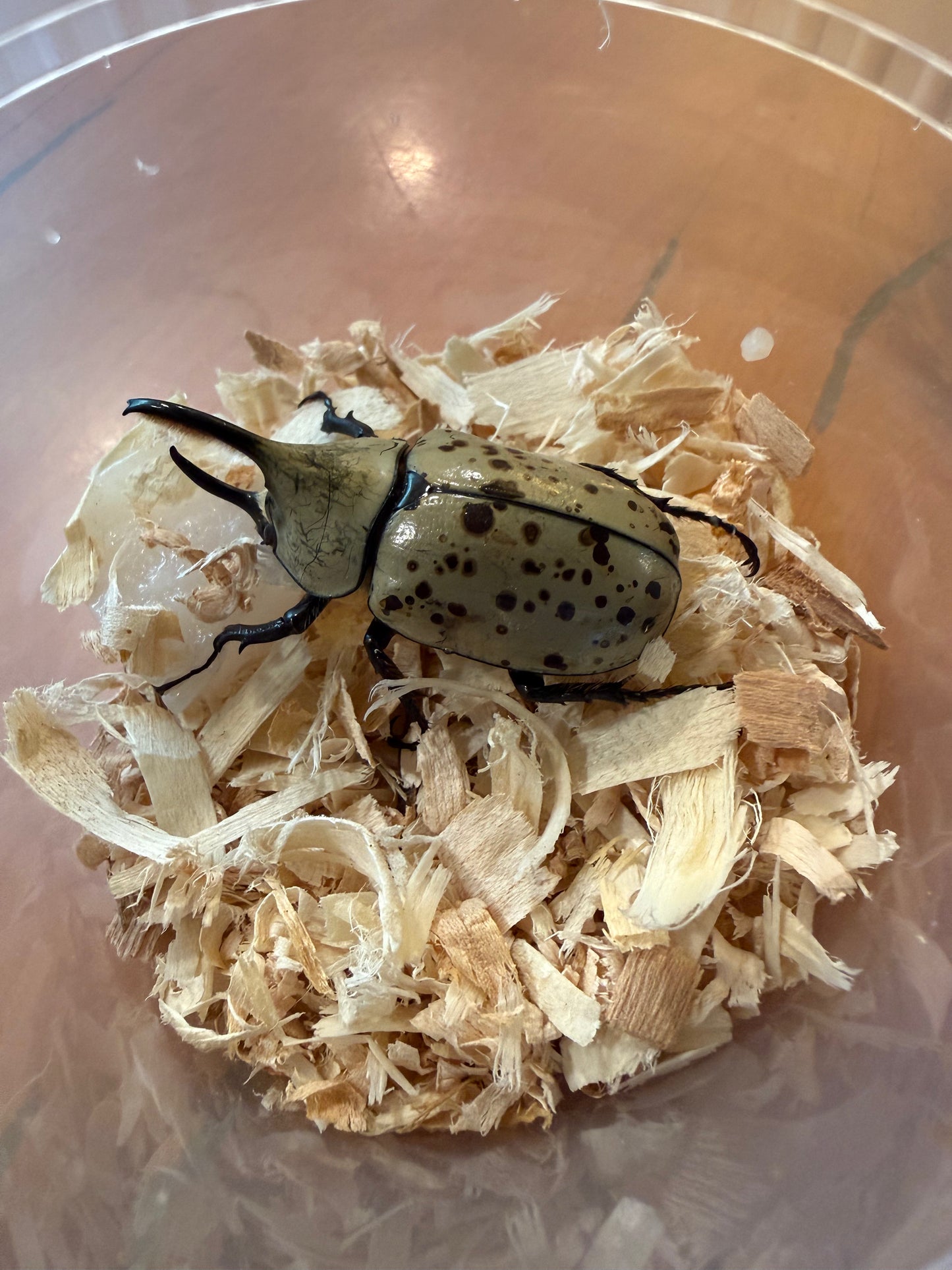 Dynastes Grantii (Western Hercules) Adults CAN ONLY PURCHASE A FEMALE IF BUYING A MALE. ONE FEMALE PER MALE PURCHASED. ORDERS WILL BE CANCELED IF MORE ARE PURCHASED AS FEMALES ARE LIMITED. SINGLE MALE PURCHASES ARE ALLOWED.