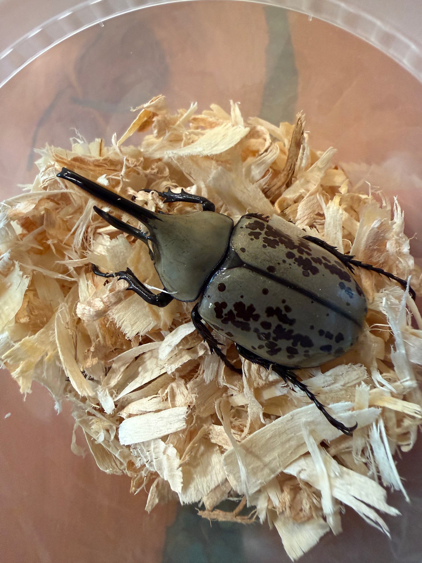 Dynastes Grantii (Western Hercules) Adults CAN ONLY PURCHASE A FEMALE IF BUYING A MALE. ONE FEMALE PER MALE PURCHASED. ORDERS WILL BE CANCELED IF MORE ARE PURCHASED AS FEMALES ARE LIMITED. SINGLE MALE PURCHASES ARE ALLOWED.