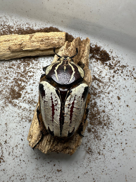 Goliathus Goliatus Adult Female