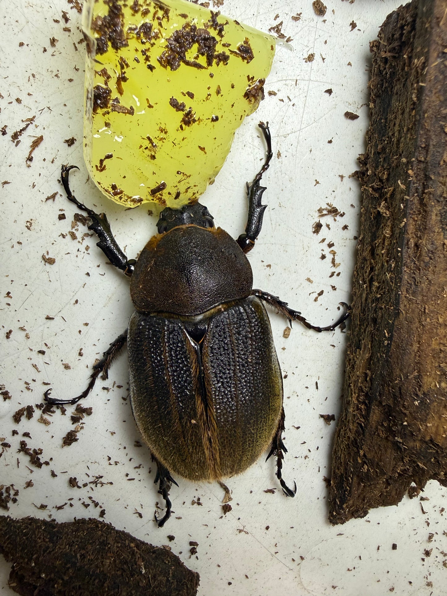 Dynastes Hercules Hercules Adult Female