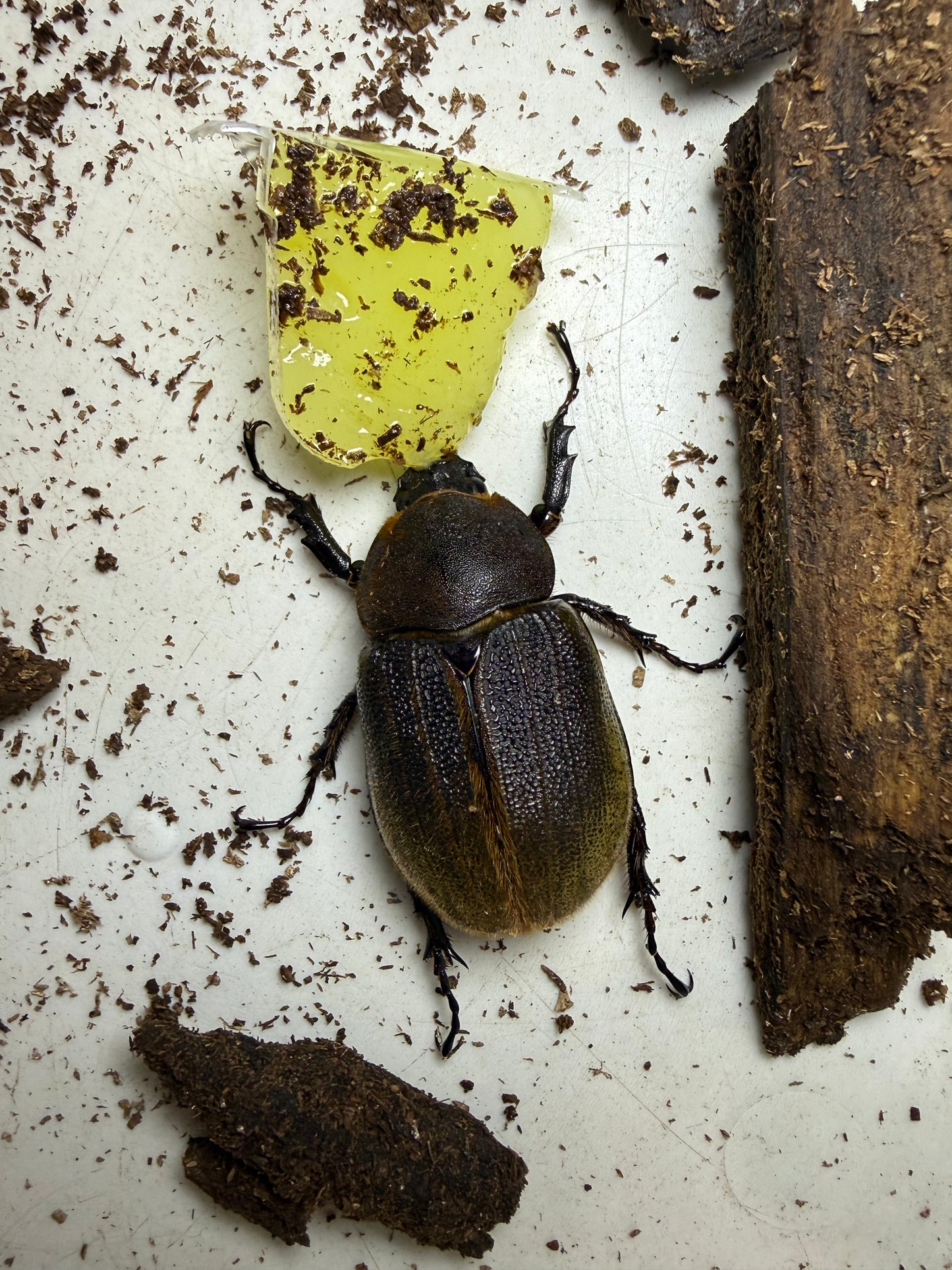 Dynastes Hercules Hercules Adult Female