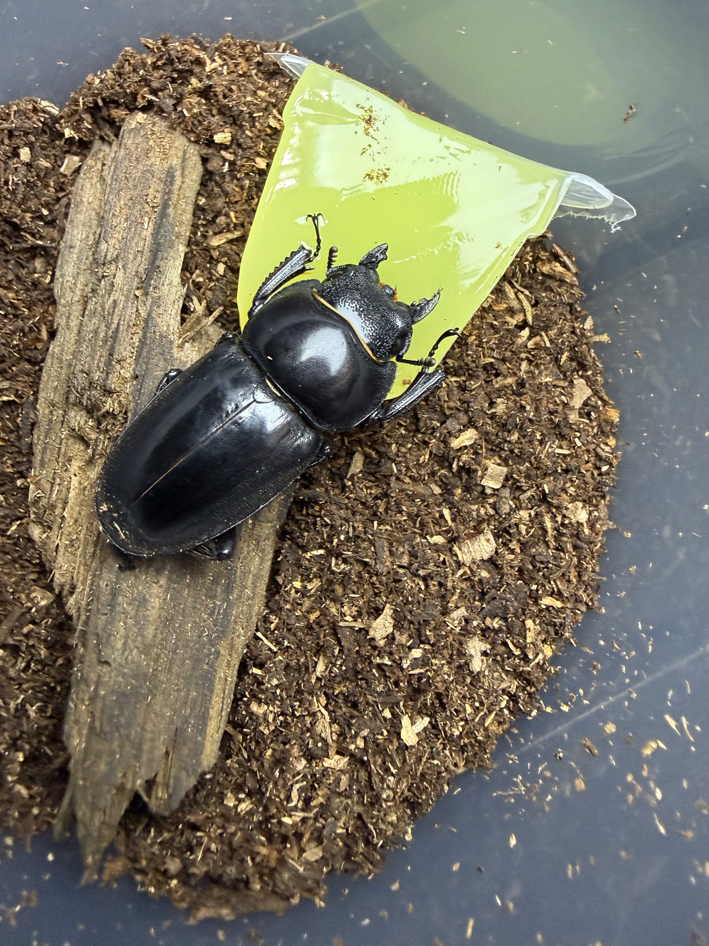 Dorcus Titanus castanicolor adult female