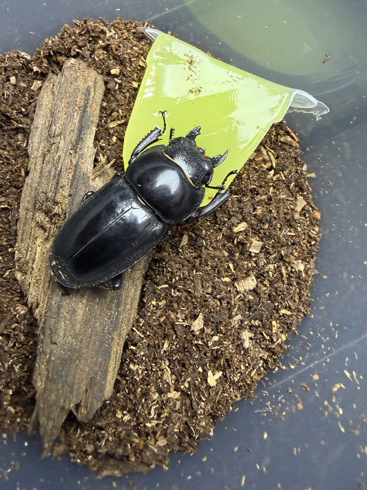 Dorcus Titanus castanicolor adult female