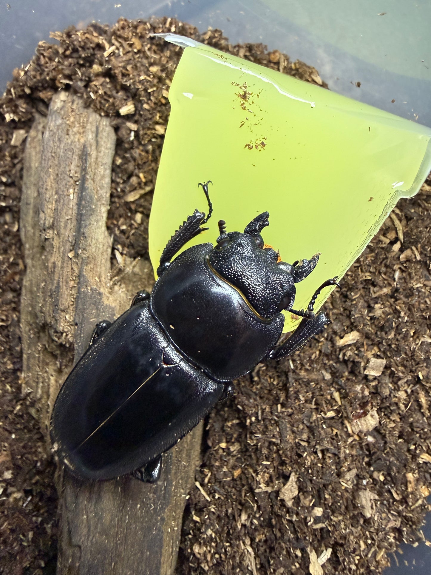Dorcus Titanus castanicolor adult female