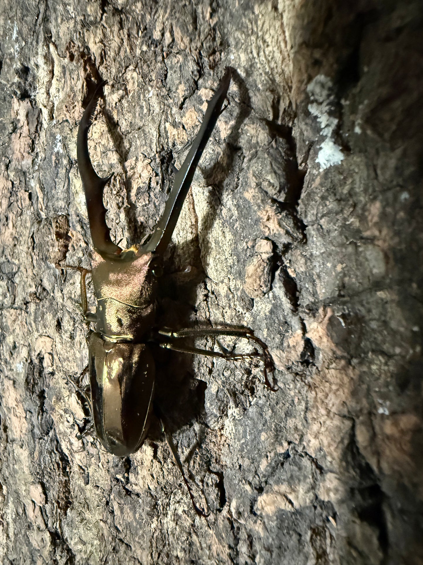 Cyclommatus Metallifer Finae ADULT MALE #1