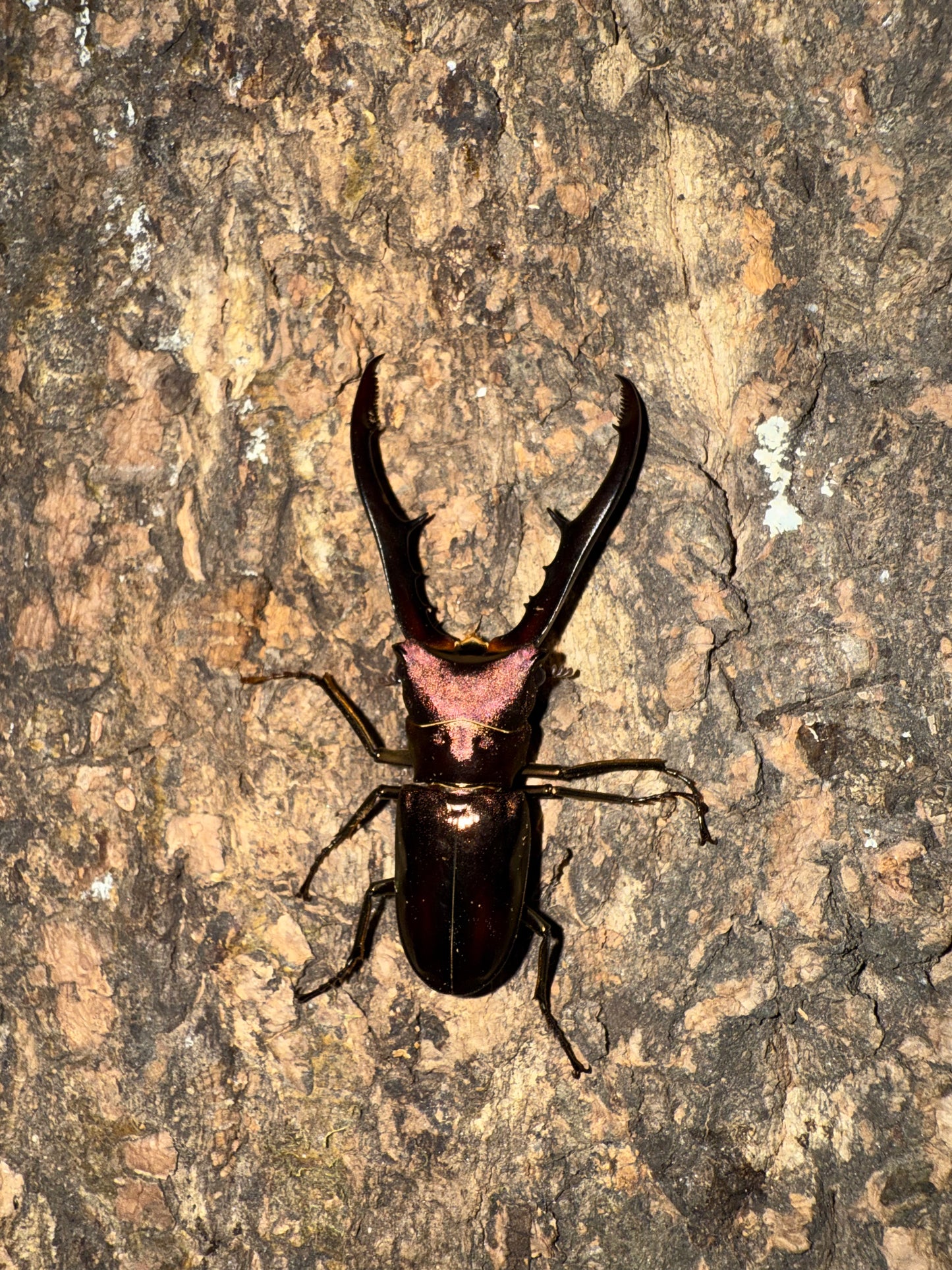 Cyclommatus Metallifer Finae ADULT MALE #1